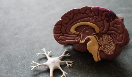 Primer plano de una neurona y cerebro de plástico en un fondo gris